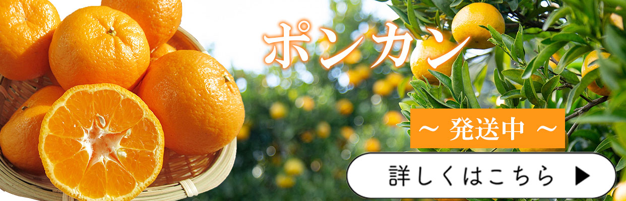 ポンカン　ぽんかん　立目