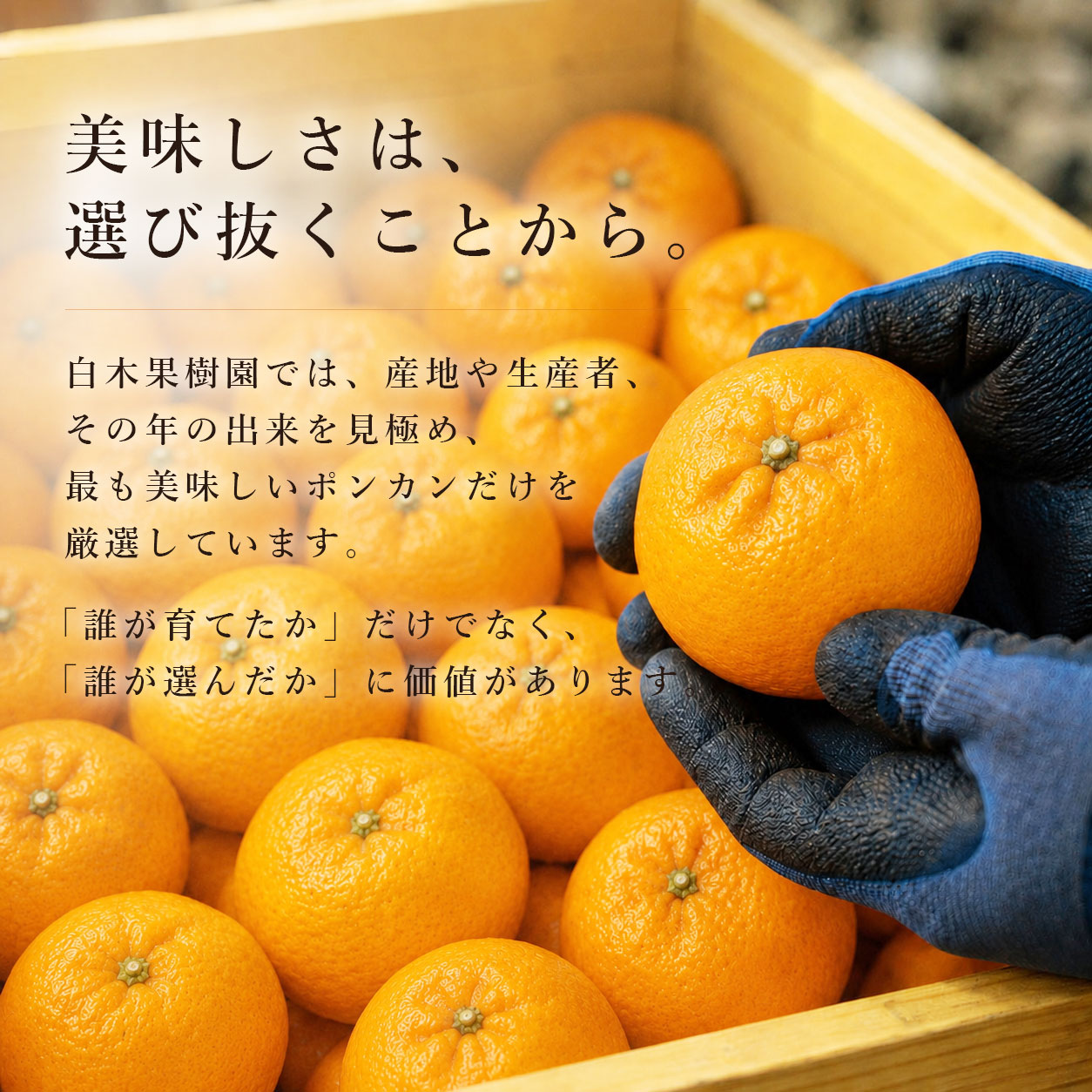 高知県産ポンカン 通販｜香り豊かな旬の味わい｜白木果樹園
