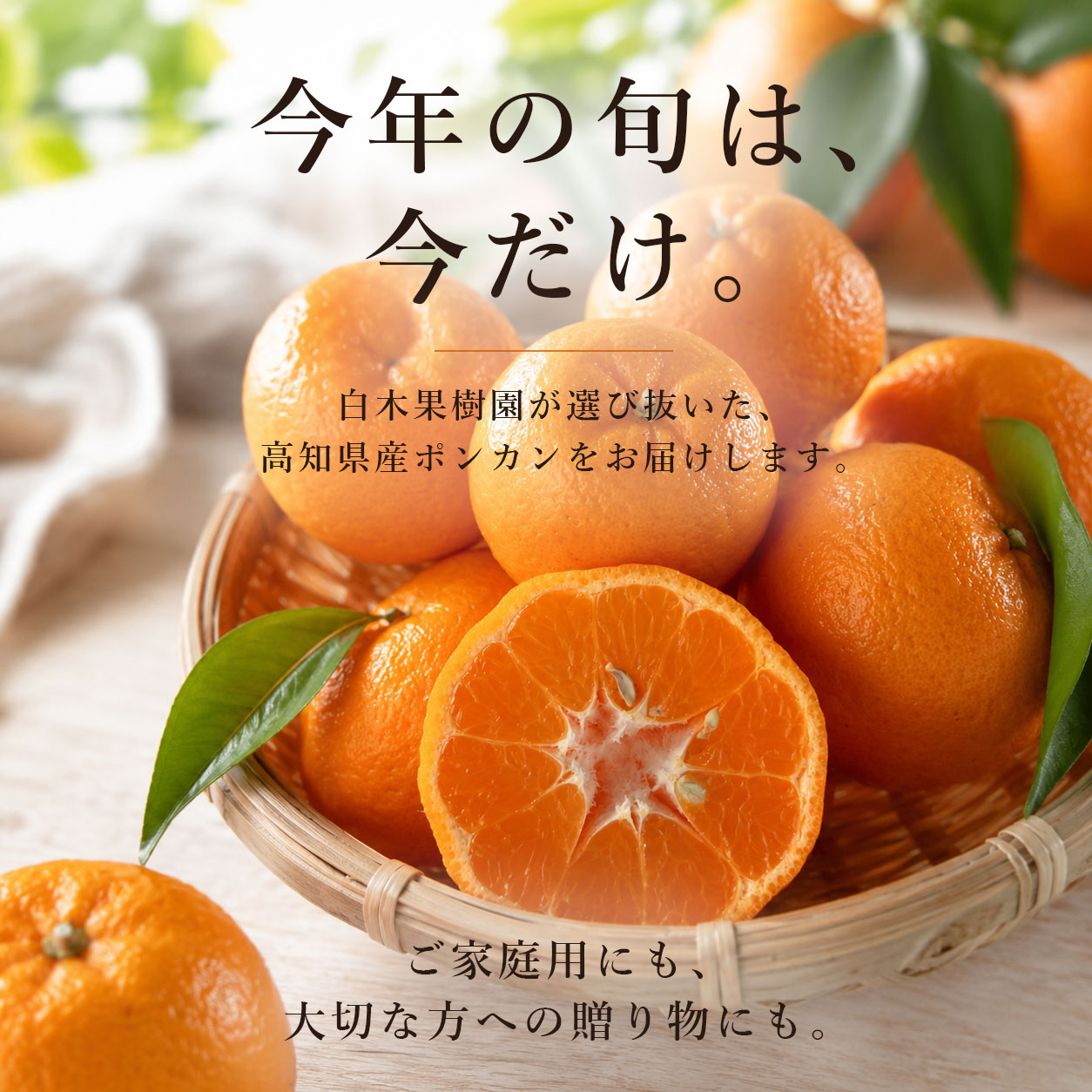 高知県産ポンカン 通販｜香り豊かな旬の味わい｜白木果樹園