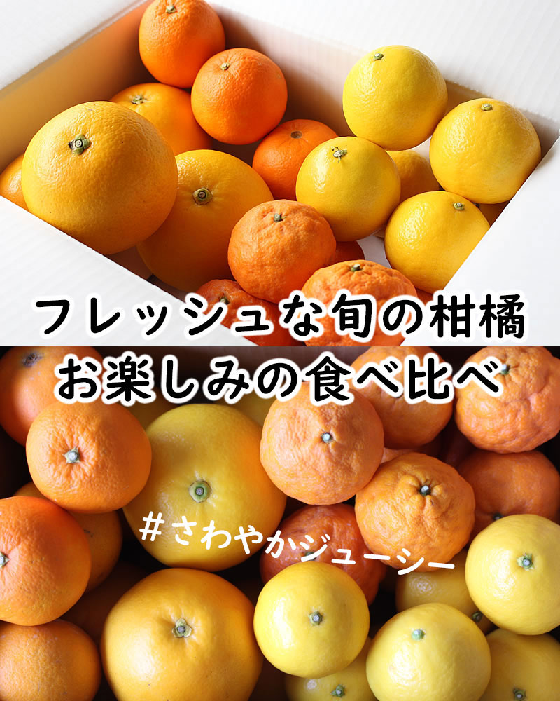 フレッシュな柑橘詰め合わせ