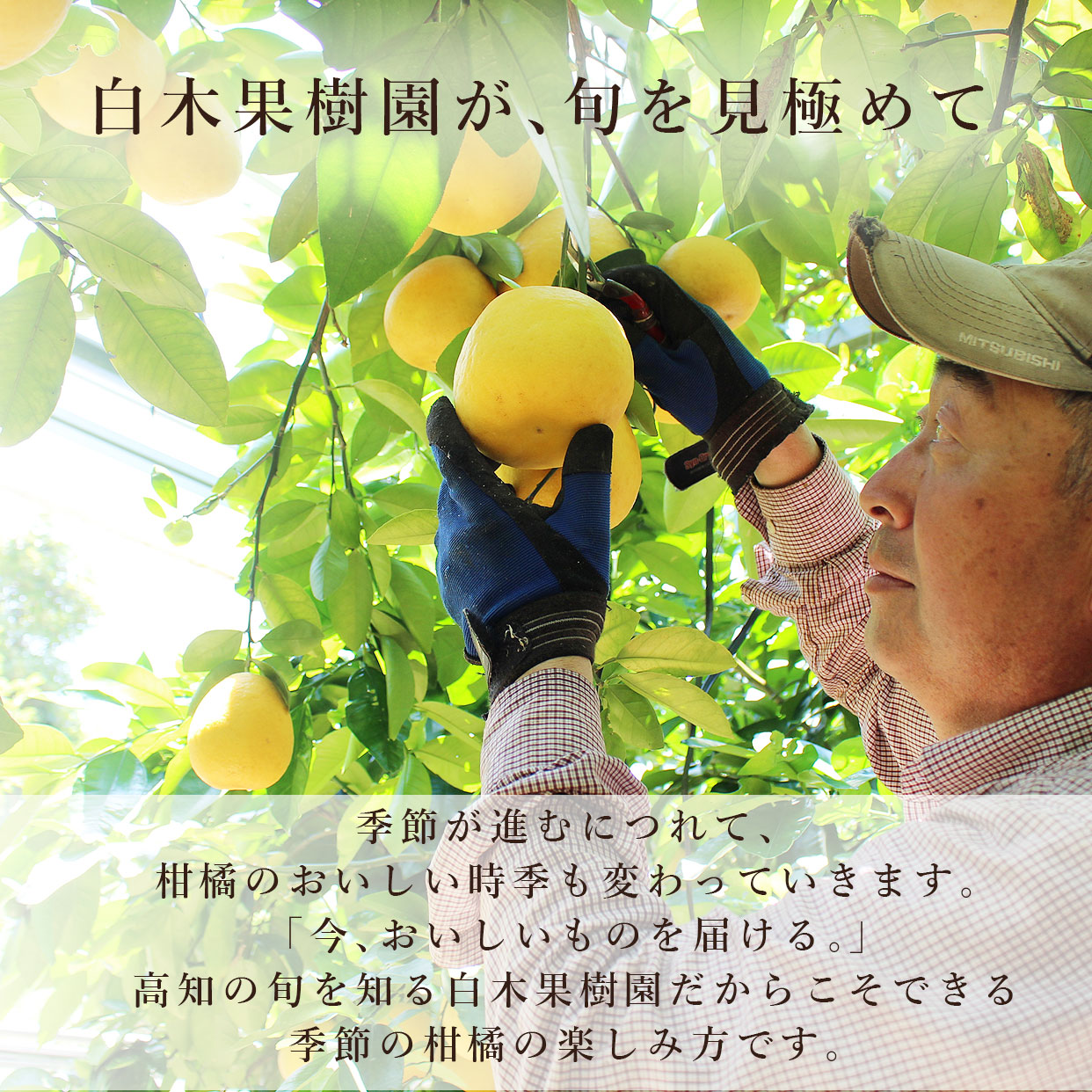白木果樹園が、旬を見極めて。