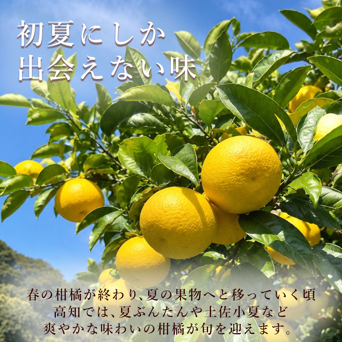 初夏にしか出会えない味。