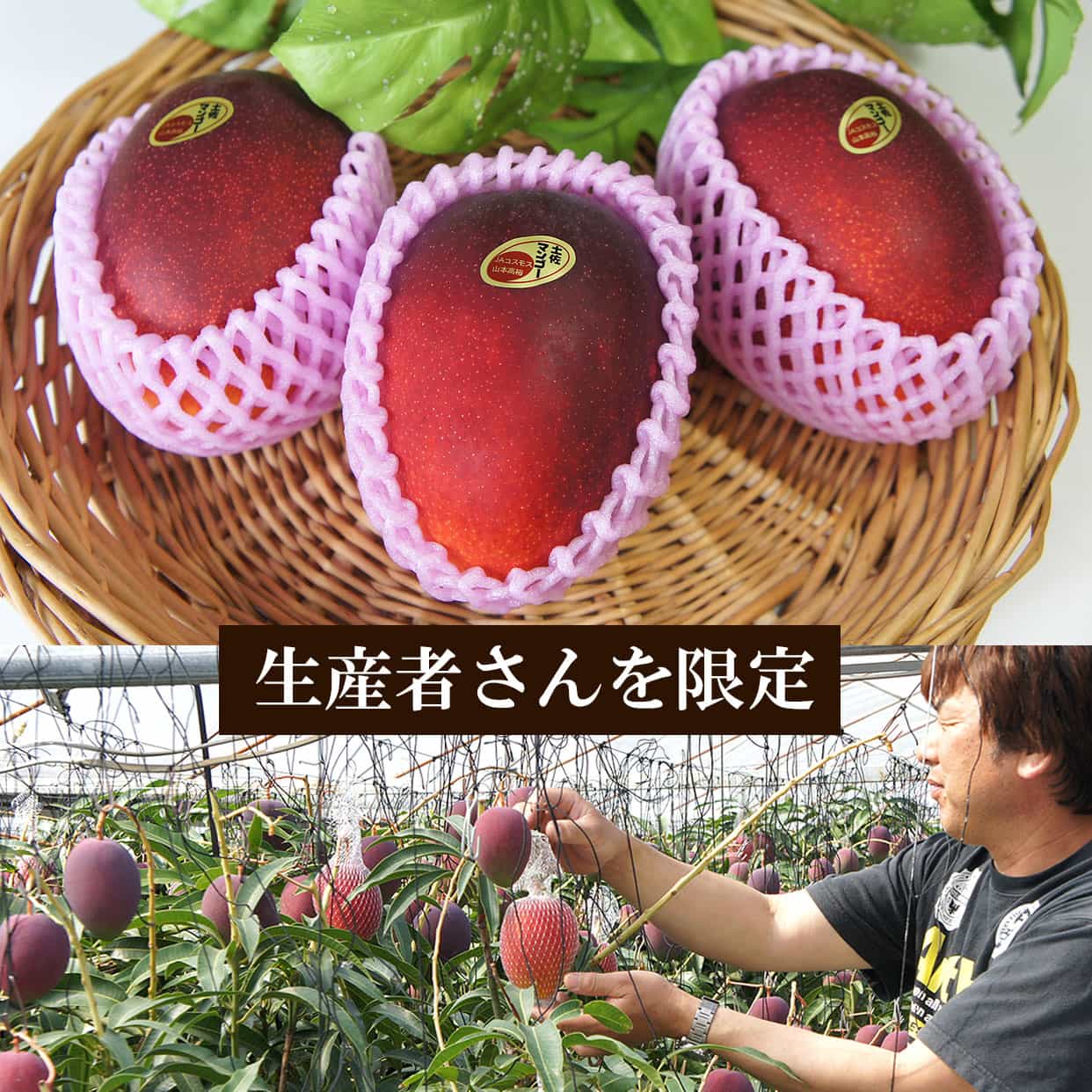 20年以上マンゴーを栽培している生産者・山本高裕さん限定で、確かな美味しさのマンゴーをご用意します