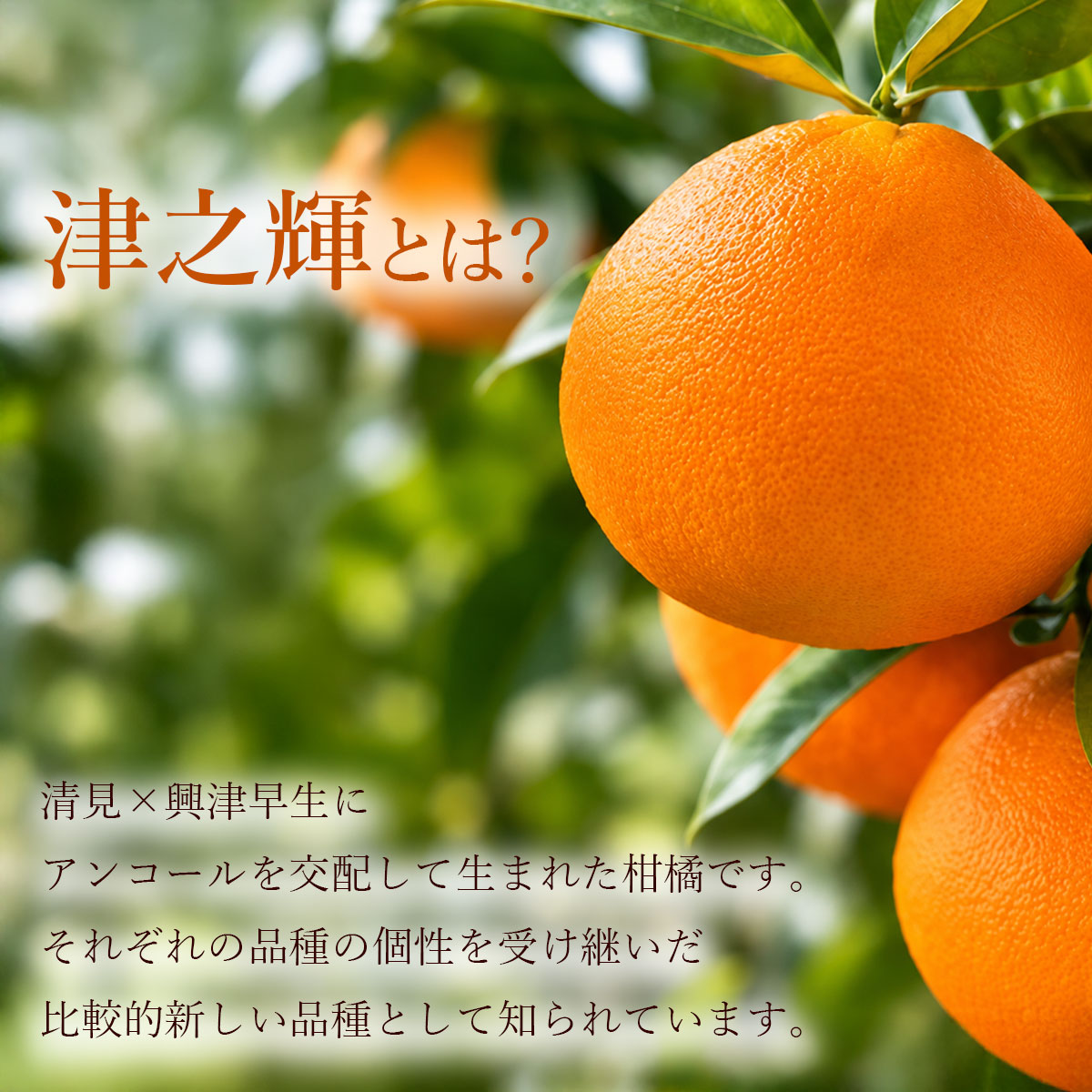 津之輝とは？