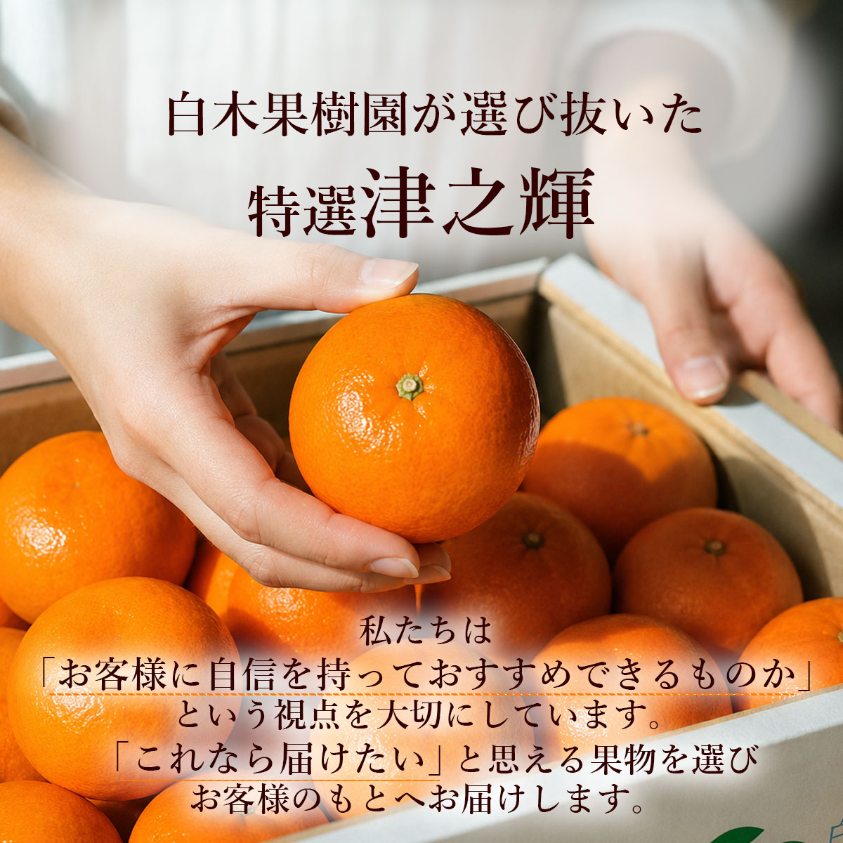 白木果樹園が選び抜いた特選津之輝
