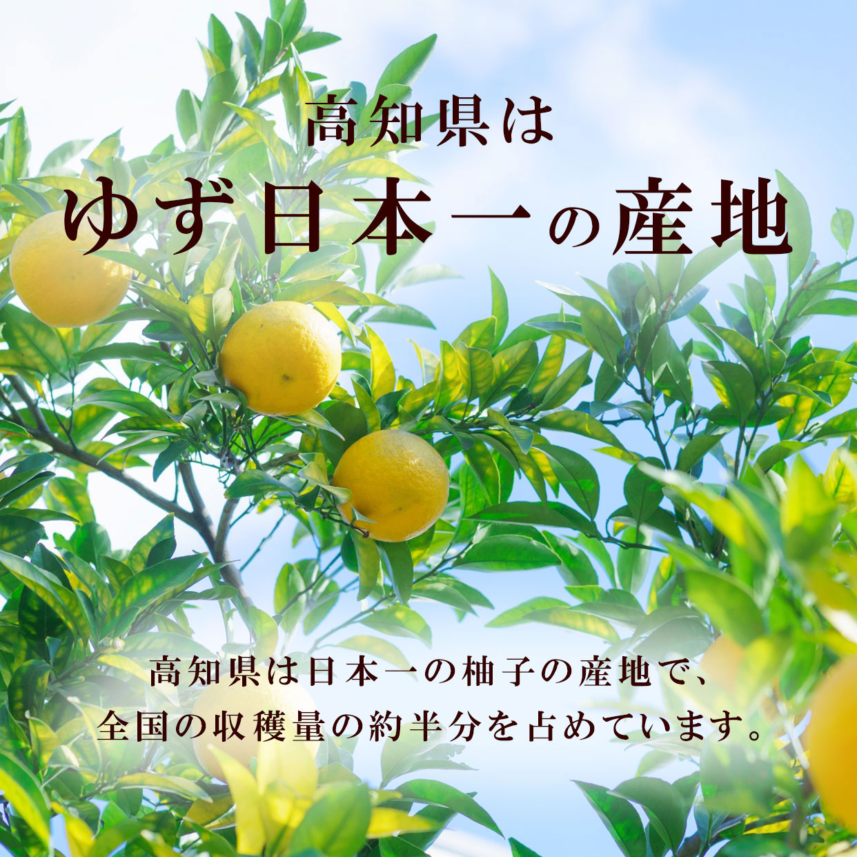 高知県はゆず日本一の産地