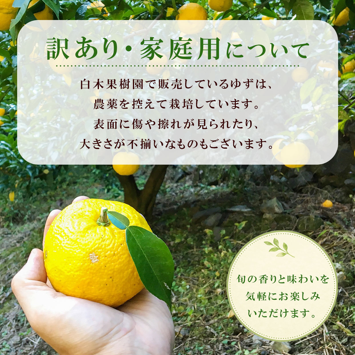 訳あり・家庭用について　見た目より、旬の香りを。