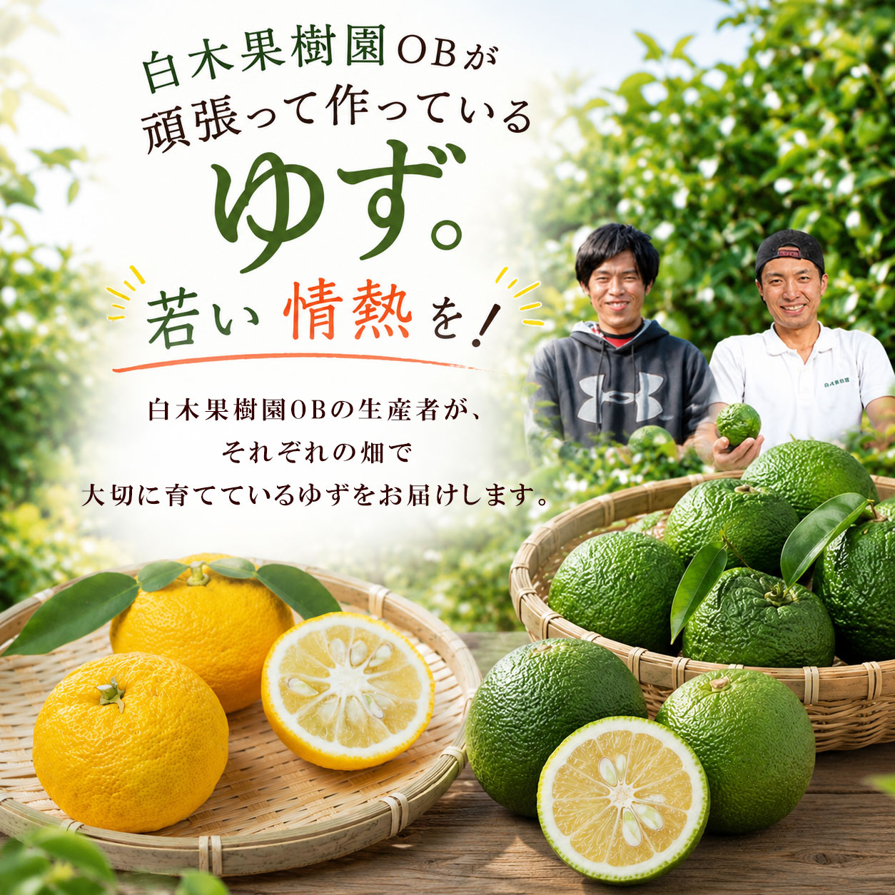 白木果樹園OBが育てる、旬のゆず。