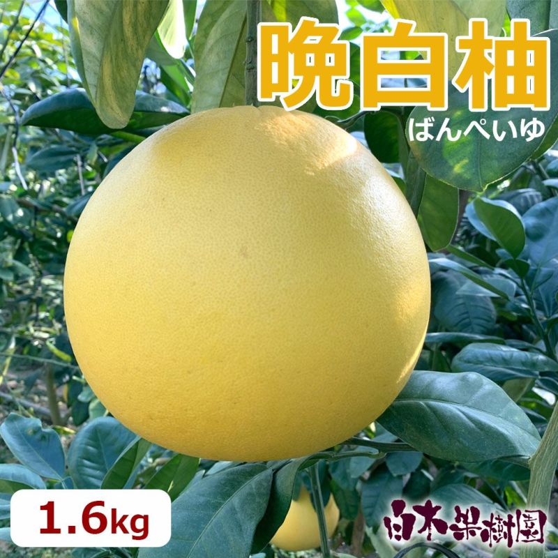 晩白柚1.6kg