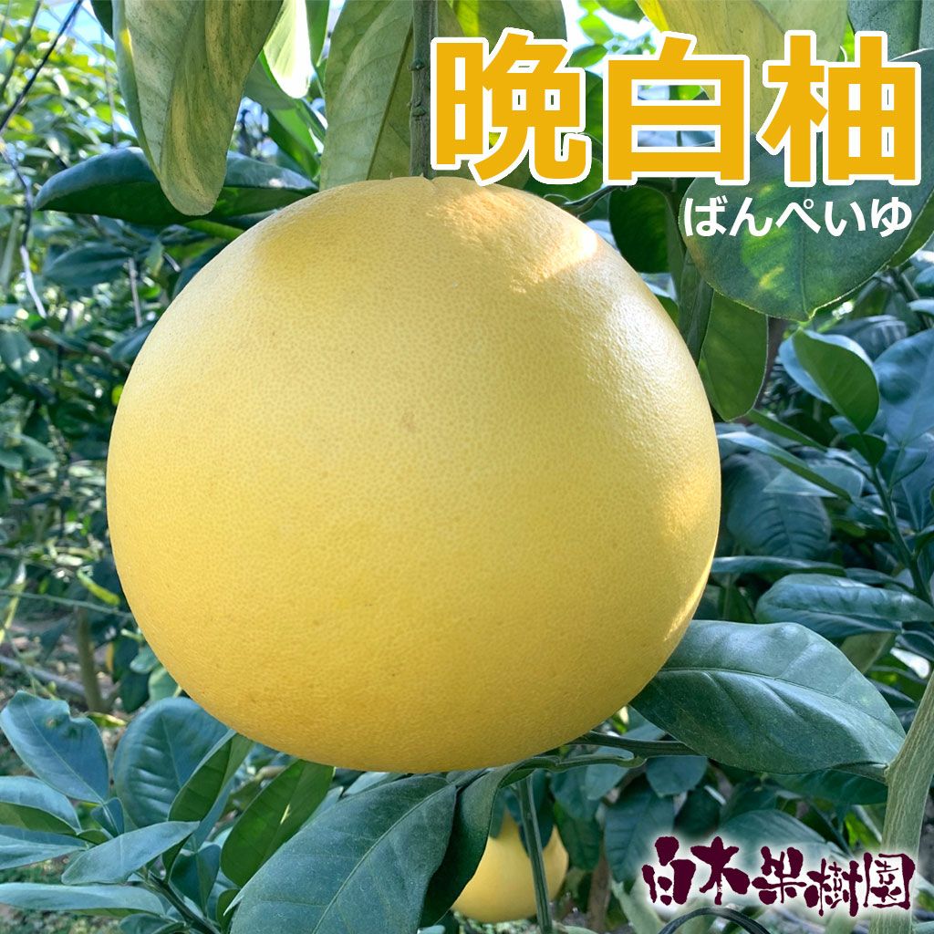 晩白柚約2.0kg 1個 | 白木果樹園
