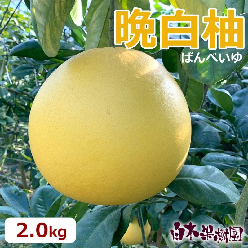 晩白柚2.0kg