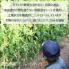 栽培方法