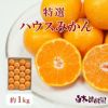特選ハウスみかん 小箱