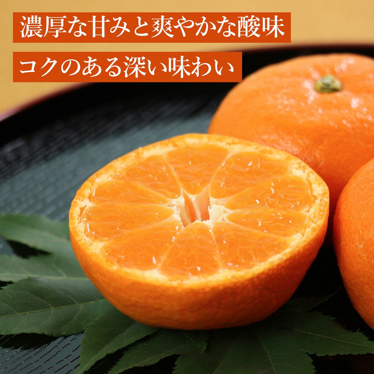 特選ハウスみかん約2.5kg【送料込】 | 白木果樹園