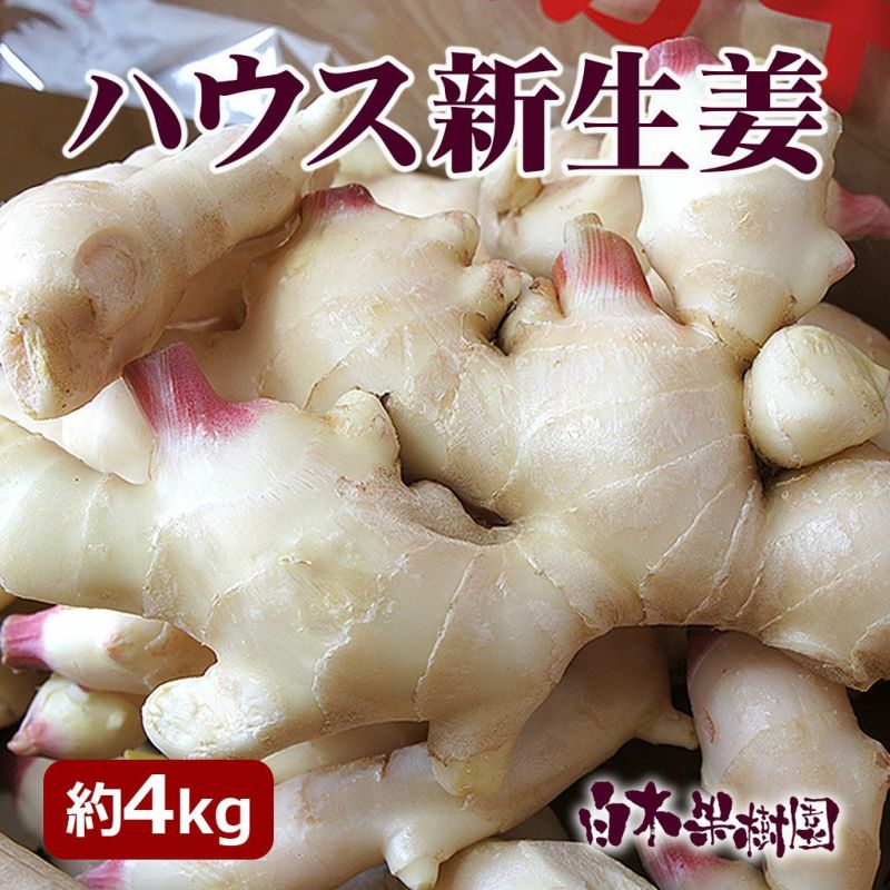 赤生姜 しょうが 高知県産 1kg - 野菜