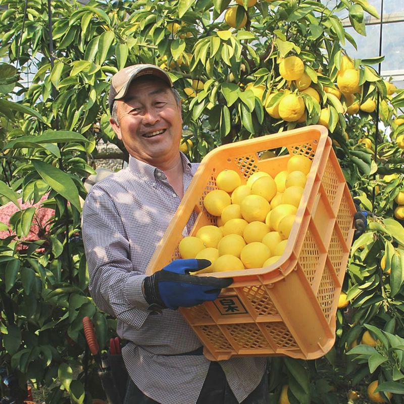 最終セール／＜20％OFF＞【送料込】小夏わけありご家庭用約3.5kg