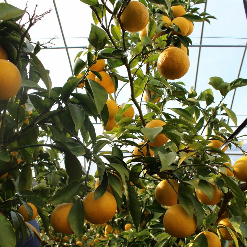 小夏ハウスの様子