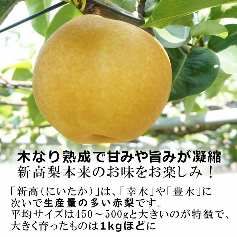 木なり熟成で甘みや旨味が凝縮