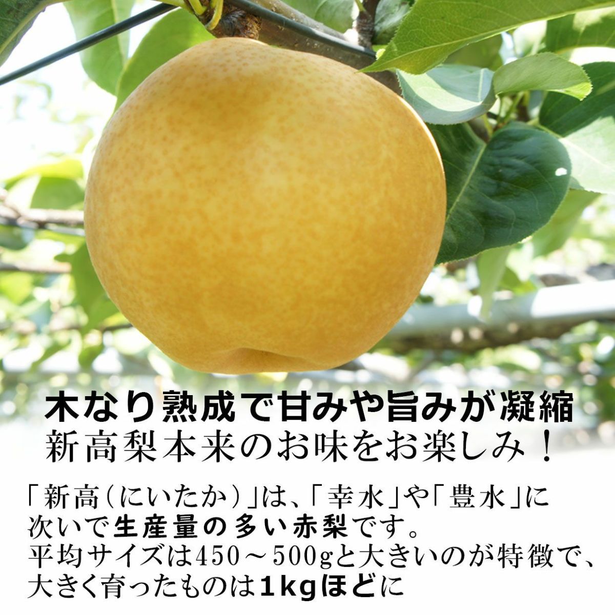 木なり熟成で甘みや旨味が凝縮