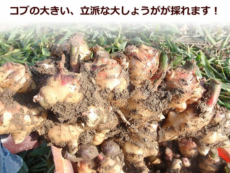 コブの大きい