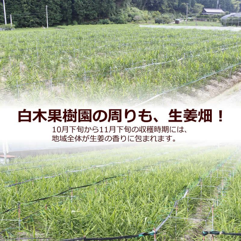 生姜畑