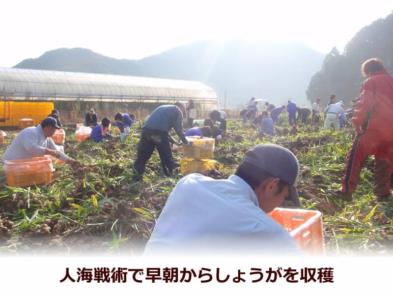収穫