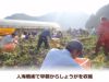 収穫