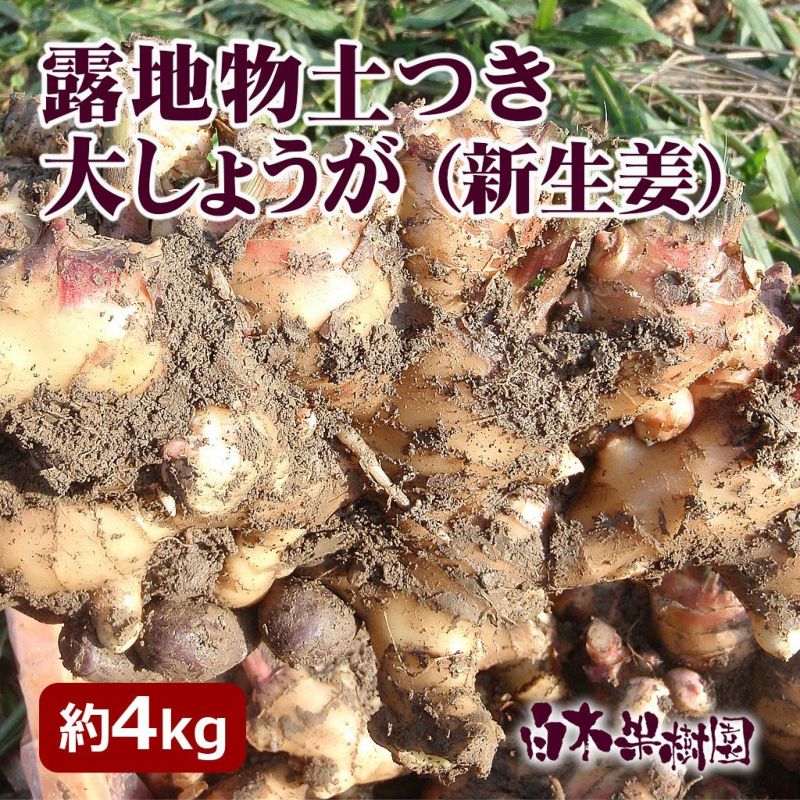 送料込】露地物土付き大しょうが（新生姜）約4kg | 白木果樹園