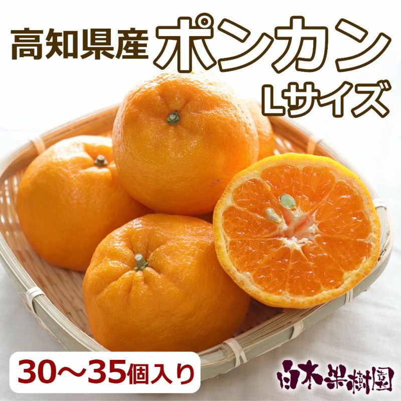 送料込】ポンカン Ｌサイズ 約5kg | 白木果樹園