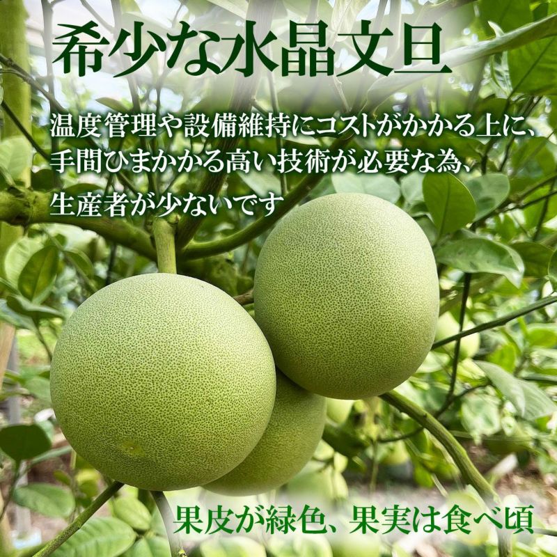 送料込】水晶文旦特選ご贈答用大玉5個入り | 白木果樹園