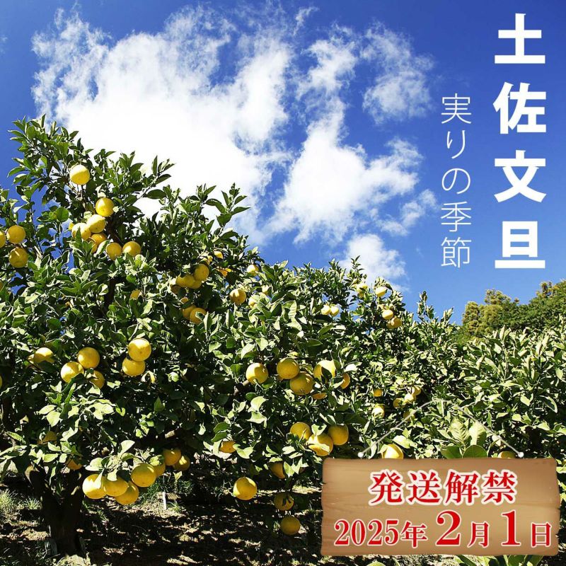 楽天市場】文旦 土佐文旦 4L 3L 混合サイズ 大玉 限定 ご家庭用