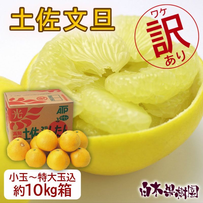 送料込】土佐文旦わけありご家庭用B級品 約10kg | 白木果樹園