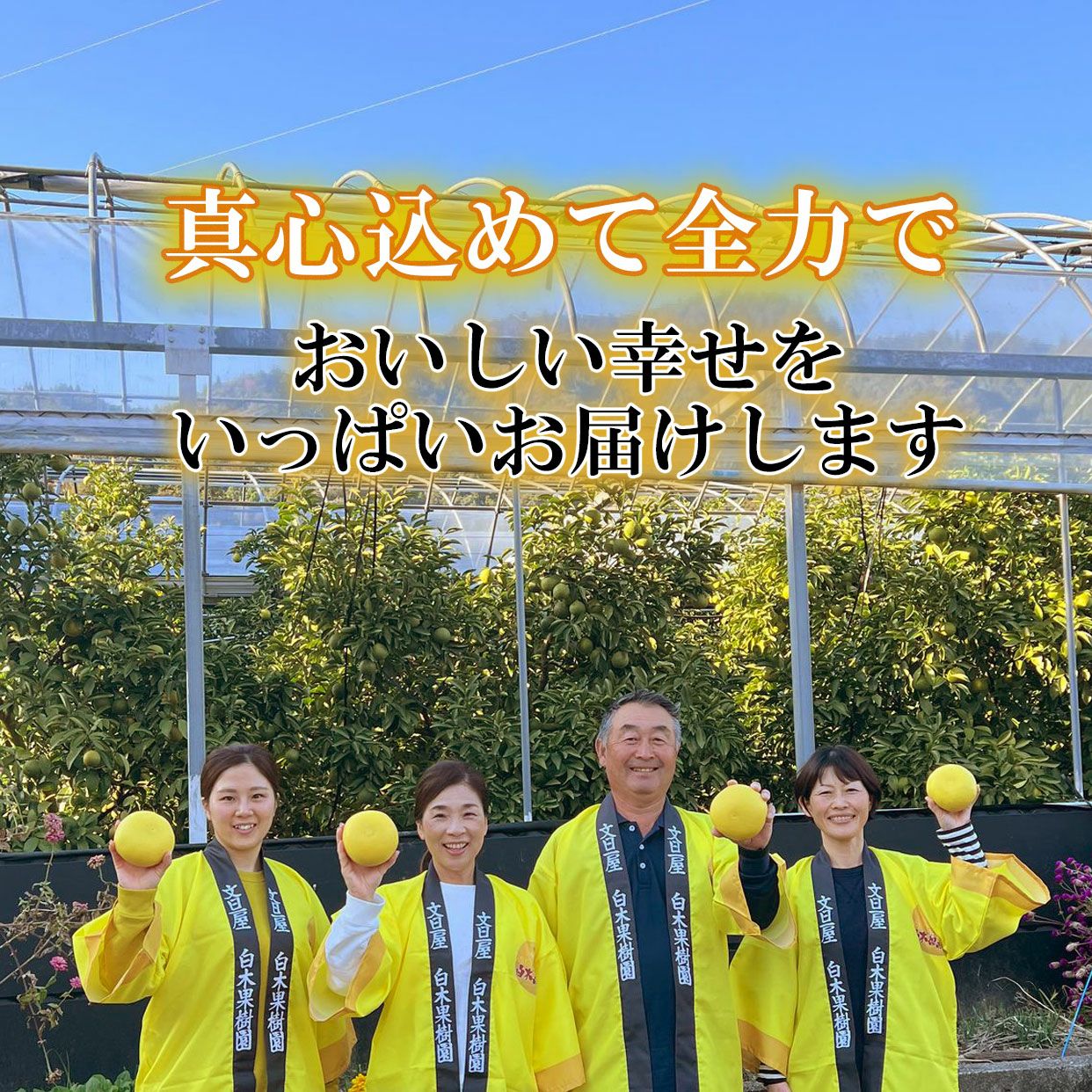 はる 笹の雪 選抜株 A B D株セット はる 笹の雪 選抜株 A B D株セット はる 笹の雪 選抜株 A B D株セット