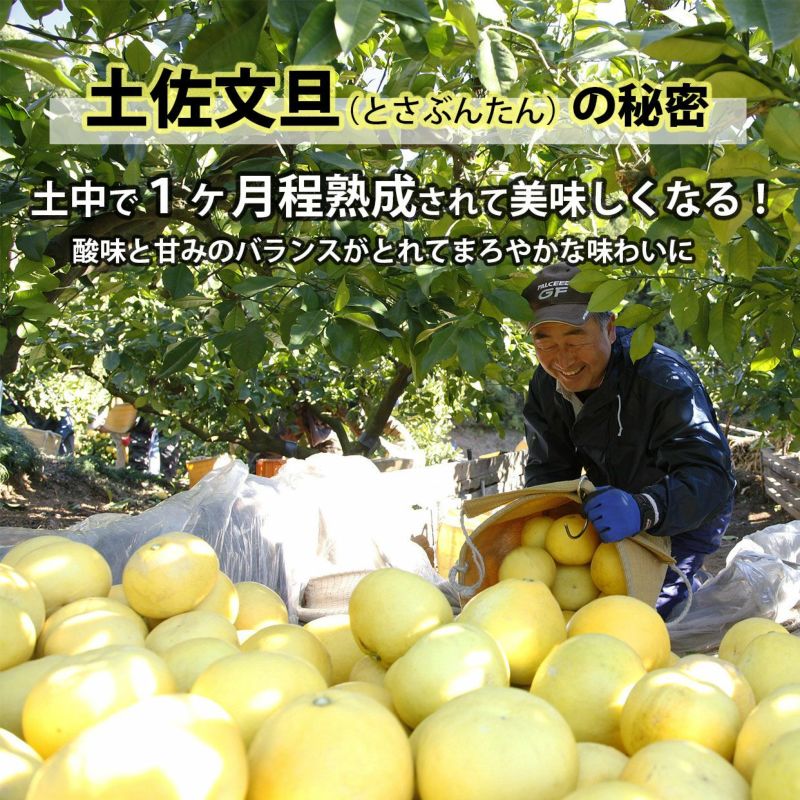 送料込】土佐文旦極撰化粧箱3L大玉 8個入り | 白木果樹園
