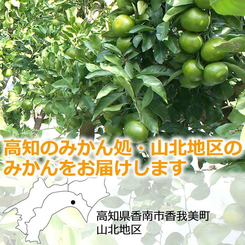 高知のみかん処・山北地区のみかんをお届けします