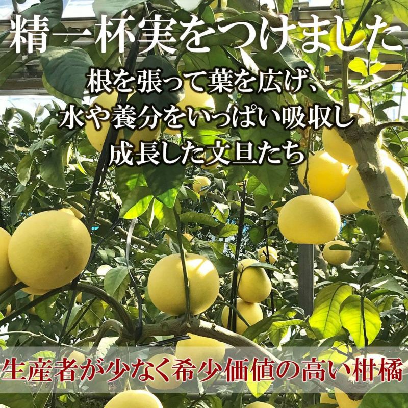 送料込】温室土佐文旦(ハウス文旦)最高級極撰 温室土佐文旦 送料込】温室土佐文旦(ハウス文旦)最高級極撰 温室土佐文旦