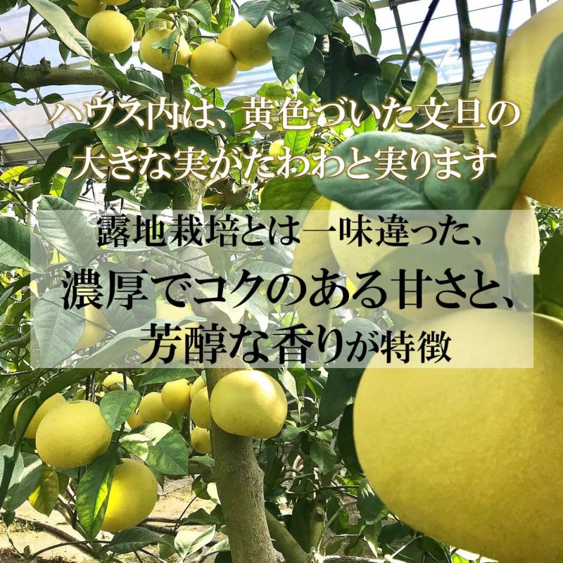 60高知特産 露地栽培 土佐文旦 文旦 約20kg 大玉 4Lサイズ