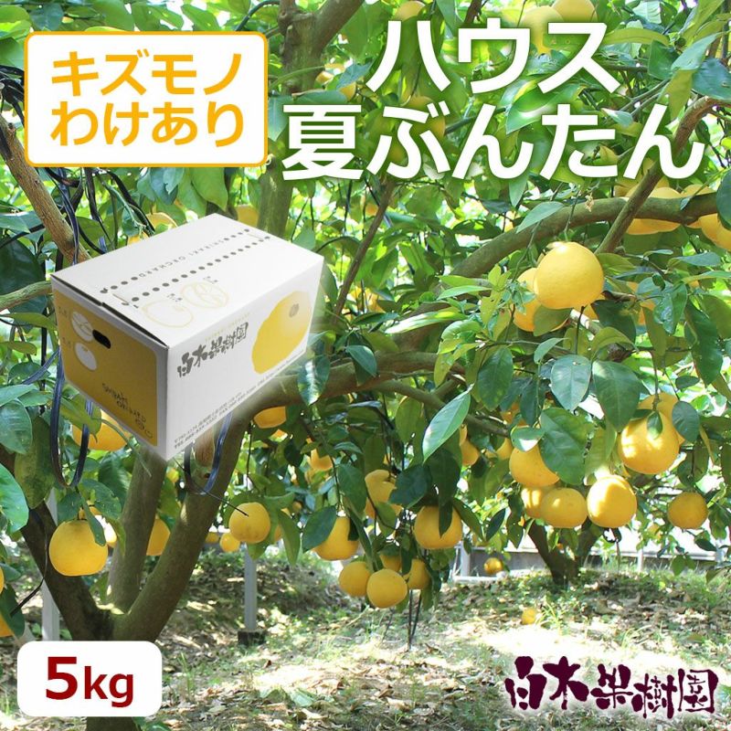 ハウス夏ぶんたんご家庭用 約5kg