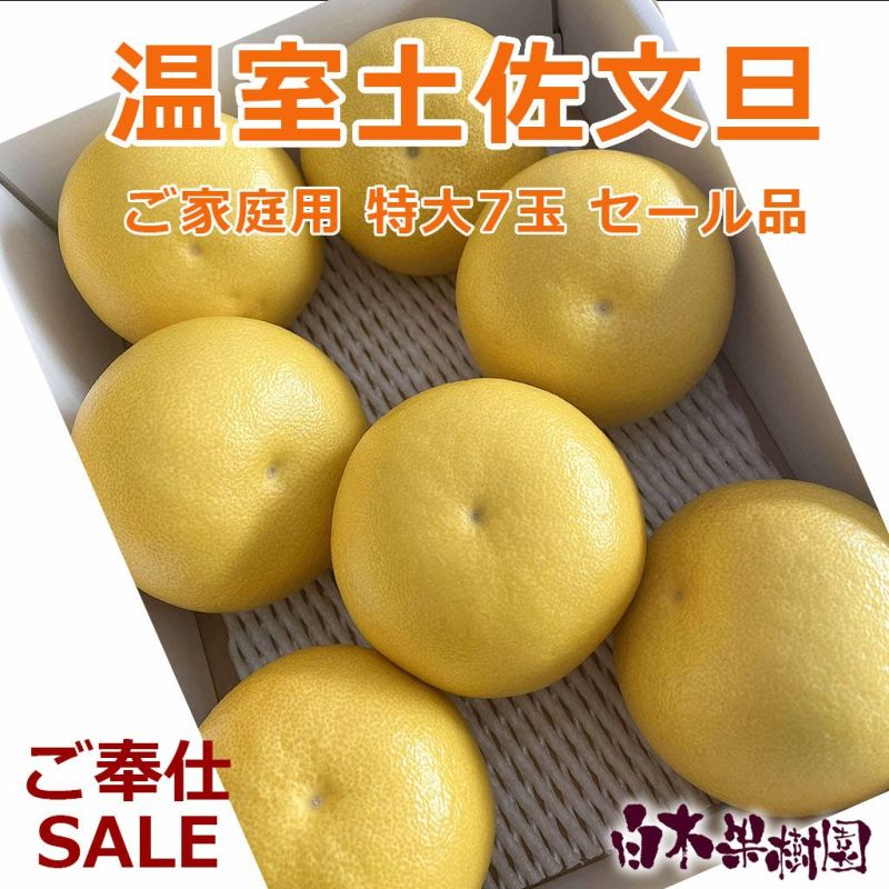 温室土佐文旦　お得箱大玉サイズ約5kg