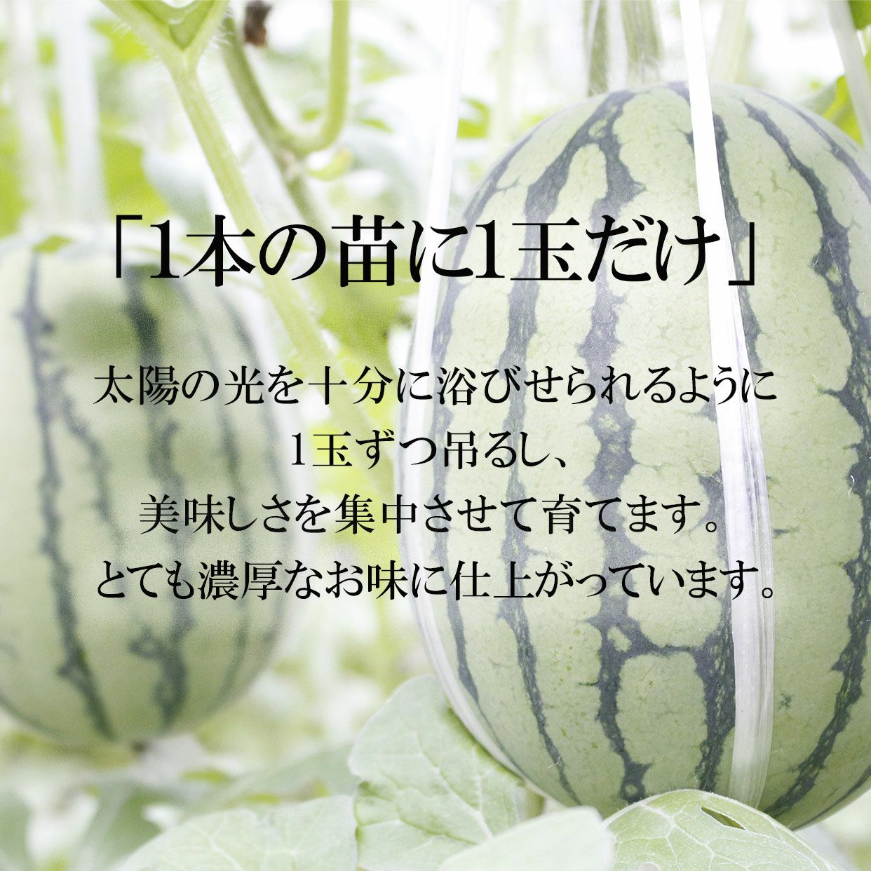  1本の苗に1つだけ