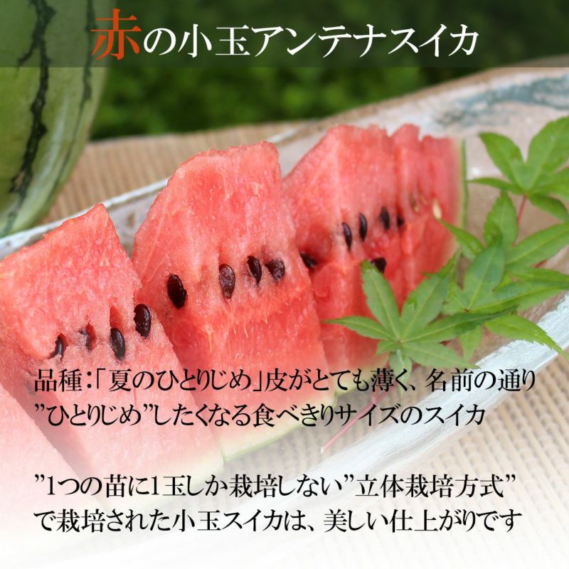 赤のアンテナスイカ