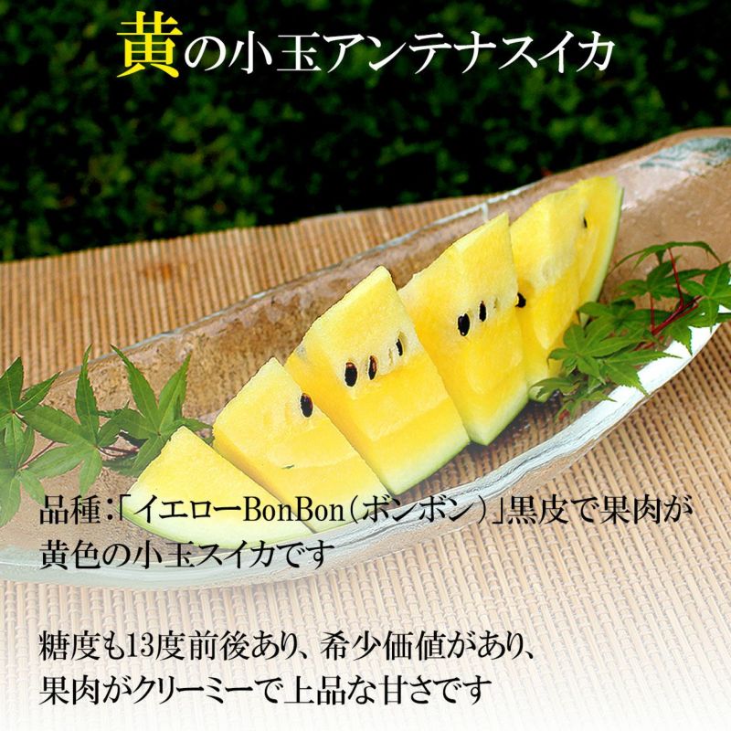 黄色のアンテナスイカ