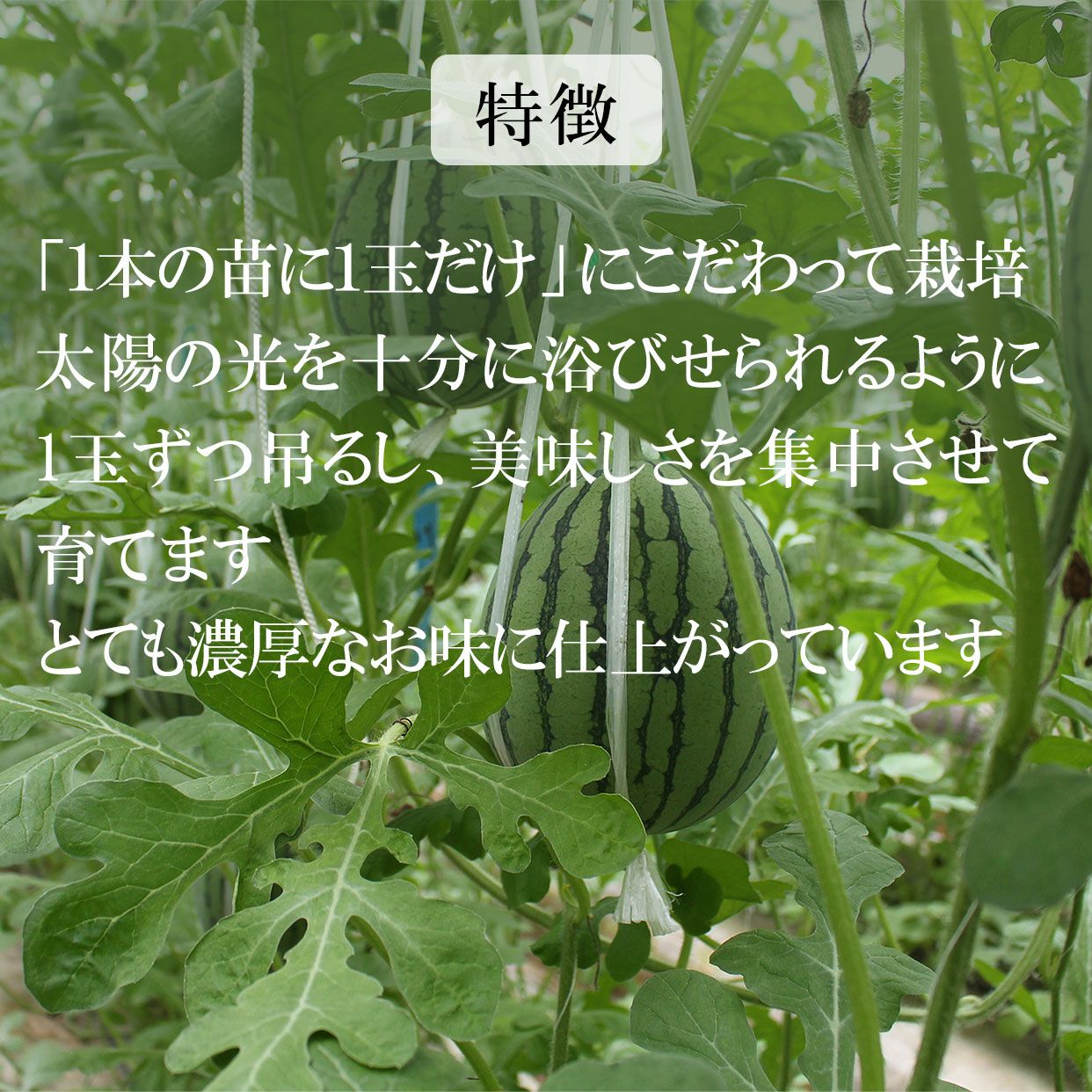 特徴