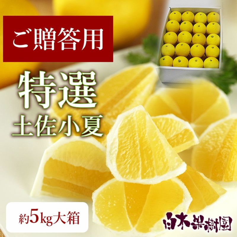 送料込】特選土佐小夏大箱約5kg | 白木果樹園