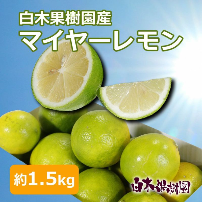 白木果樹園産マイヤーレモン 約1.5kg