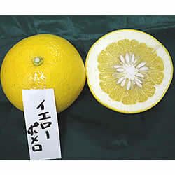 白木果樹園産イエローポメロ　約3kg