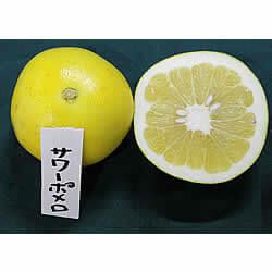 白木果樹園産サワーポメロ　約3kg