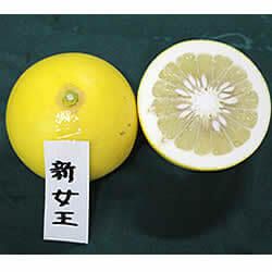 白木果樹園産新女王　約3kg