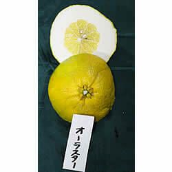 白木果樹園産オーラスター　約2kg