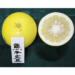 白木果樹園産熊本文旦　約3kg